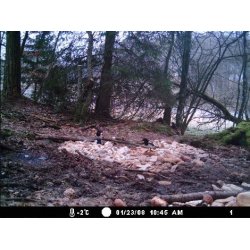 Moultrie I-40 Vildtkamera med bev&aelig;gelsesf&oslash;ler.